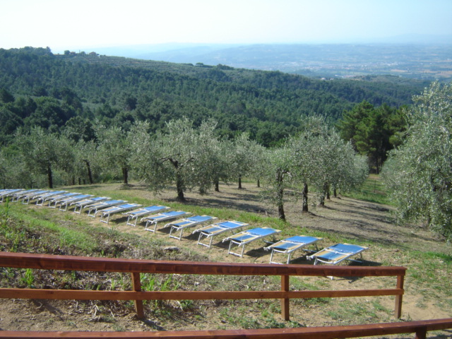 Solarium olivi